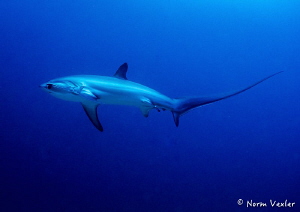 Thresher Shark in Malapasqua, Philippines by Norm Vexler 